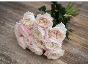 David Austin Wedding Rose Keira
